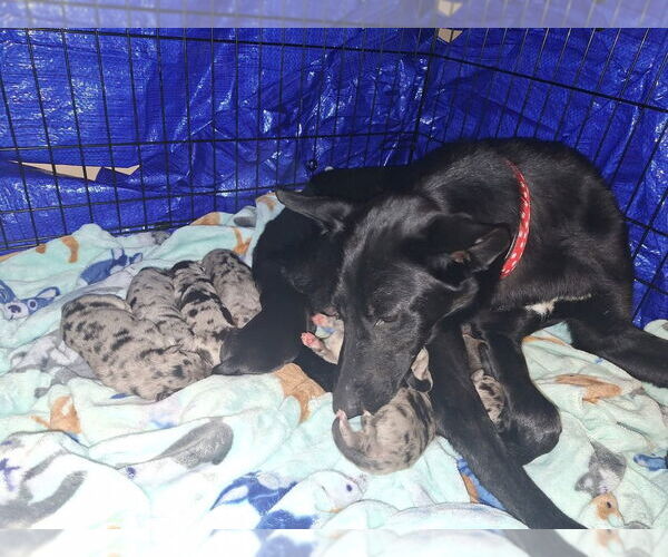 Medium Photo #4 Mutt Puppy For Sale in Aurora, IN, USA