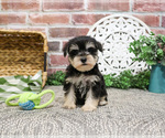 Small #10 Schnauzer (Miniature)