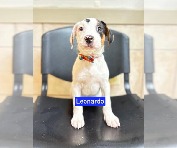 Medium Photo #1 Mutt Puppy For Sale in Foristell, MO, USA