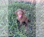 Small #2 Retriever  Mix