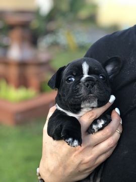 Medium Photo #3 French Bulldog Puppy For Sale in BRANDON, FL, USA