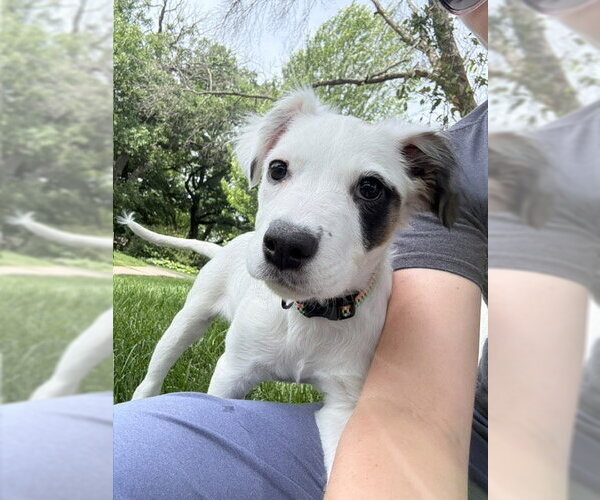 Medium Photo #1 Collie-Unknown Mix Puppy For Sale in St. Louis Park, MN, USA