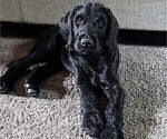 Puppy Chase Labradoodle