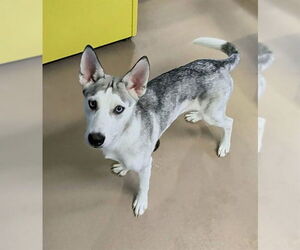 Siberian Husky-Unknown Mix Dogs for adoption in Plano, TX, USA