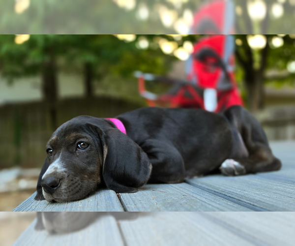 Medium Photo #11 American Foxhound-Unknown Mix Puppy For Sale in Cary, NC, USA