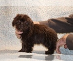 Small #2 Shih Tzu
