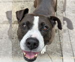 Small #1 American Pit Bull Terrier-American Staffordshire Terrier Mix