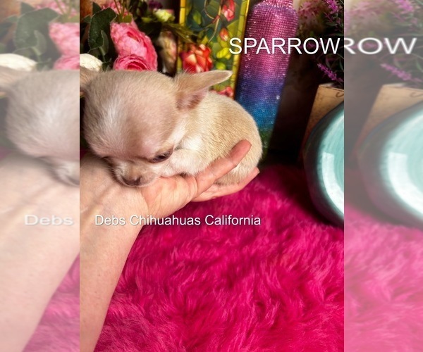 Medium Photo #6 Chihuahua Puppy For Sale in TRACY, CA, USA