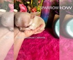 Small #5 Chihuahua