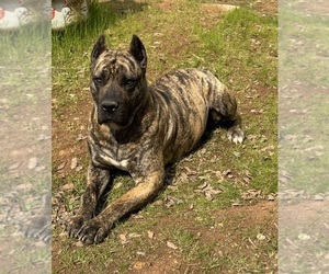 Mother of the Presa Canario puppies born on 05/03/2025