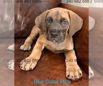 Small #1 Cane Corso