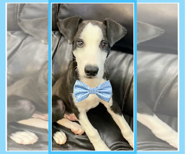 Medium Photo #3 Borador Puppy For Sale in Mt. Laurel, NJ, USA