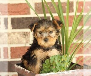 Yorkshire Terrier Puppy for sale in ROBESONIA, PA, USA