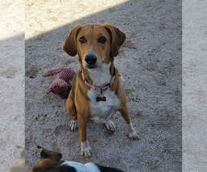 Beagle-Unknown Mix Dogs for adoption in Las Vegas, NV, USA
