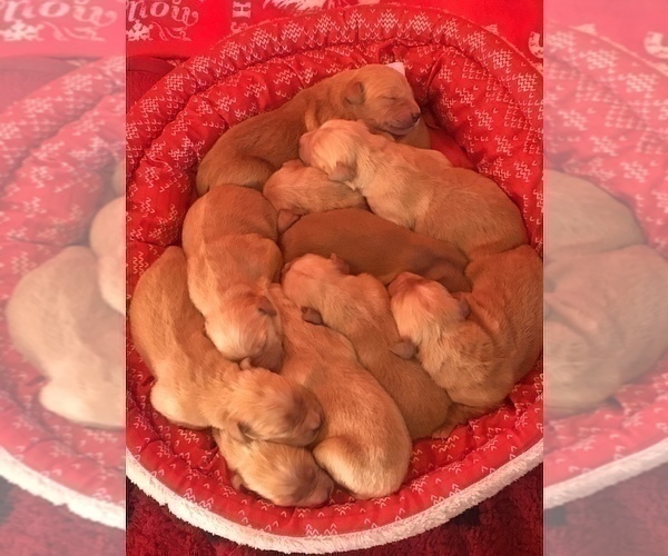 Medium Photo #3 Golden Retriever Puppy For Sale in SANFORD, NC, USA