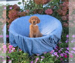 Small #2 Golden Retriever