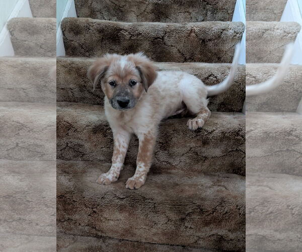 Medium Photo #2 Great Pyrenees-Unknown Mix Puppy For Sale in Minneapolis, MN, USA