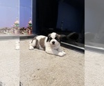 Small Photo #3 Saint Bernard Puppy For Sale in RANCHO DOMINGUEZ, CA, USA
