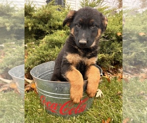 German Shepherd Dog Puppy for sale in MIDDLEBURY, IN, USA
