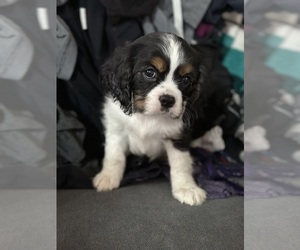 Cavalier King Charles Spaniel Puppy for sale in SHELTON, WA, USA