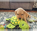 Small Photo #37 Golden Retriever Puppy For Sale in WASECA, MN, USA