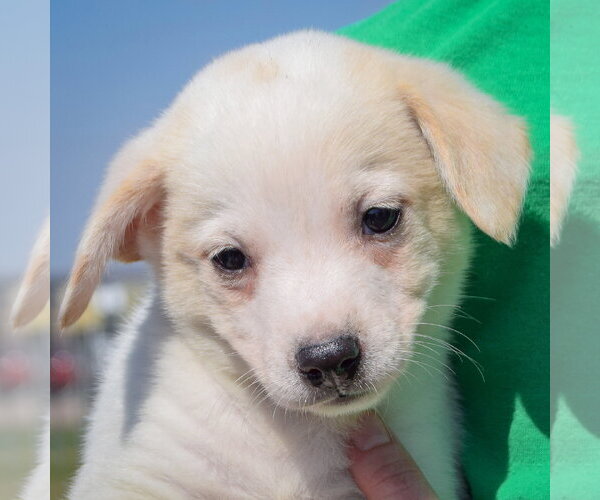 Medium Photo #6 Chihuahua-Unknown Mix Puppy For Sale in Huntley, IL, USA