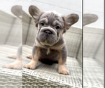 Small Photo #17 French Bulldog Puppy For Sale in FRESNO, CA, USA