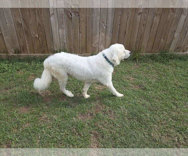 Medium Photo #20 Great Pyrenees-Unknown Mix Puppy For Sale in Houston, TX, USA