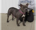 Small Photo #1 American Pit Bull Terrier Puppy For Sale in Louisville, KY, USA