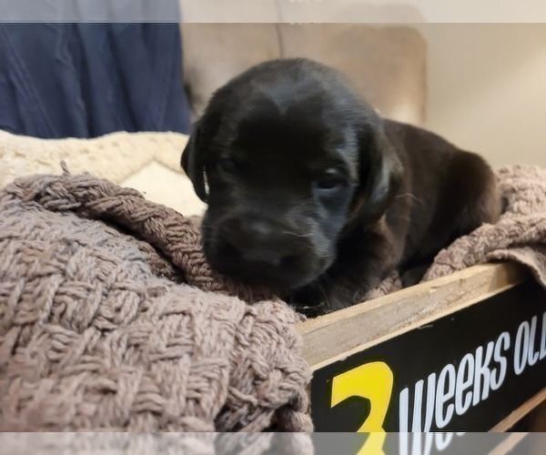 Medium Photo #13 Labrador Retriever Puppy For Sale in BONAIRE, GA, USA