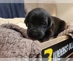 Small Photo #13 Labrador Retriever Puppy For Sale in BONAIRE, GA, USA