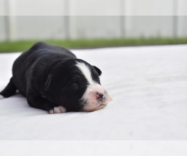 Medium Photo #3 Miniature Australian Shepherd Puppy For Sale in PALM COAST, FL, USA