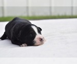 Small #2 Miniature Australian Shepherd