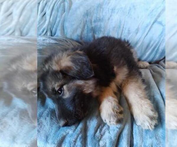 Medium Photo #4 German Shepherd Dog Puppy For Sale in YUCCA VALLEY, CA, USA