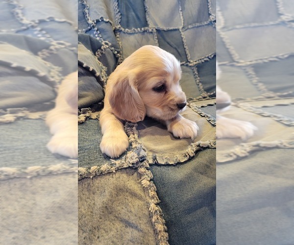 Full screen Photo #2 Cocker Spaniel Puppy For Sale in WITHEE, WI, USA