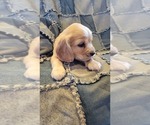 Small Photo #2 Cocker Spaniel Puppy For Sale in WITHEE, WI, USA