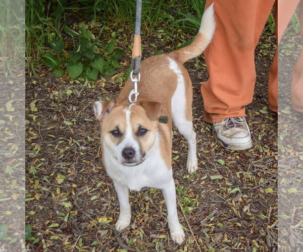 Medium Photo #3 Jack Russell Terrier Puppy For Sale in Huntley, IL, USA