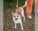 Small #2 Jack Russell Terrier
