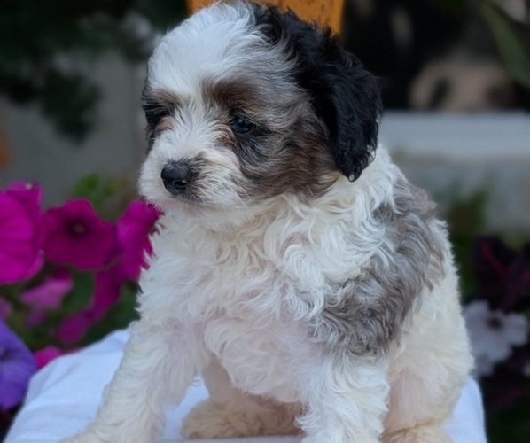Medium Photo #8 Maltipoo (Toy) Puppy For Sale in GOSHEN, IN, USA