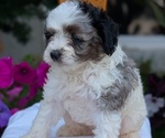 Small Photo #37 Maltipoo (Toy) Puppy For Sale in GOSHEN, IN, USA