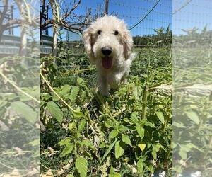 Labradoodle Puppy for sale in WOODBRIDGE, CA, USA
