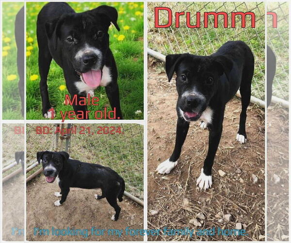 Medium Photo #3 Cocker Spaniel-Unknown Mix Puppy For Sale in New London, WI, USA