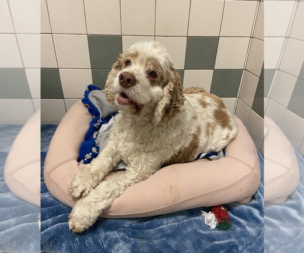 Medium Photo #3 Cocker Spaniel Puppy For Sale in Salinas, CA, USA