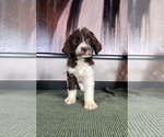 Small #4 Labradoodle