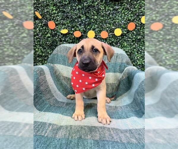 Medium Photo #1 Labrador Retriever-Unknown Mix Puppy For Sale in Corpus Christi, TX, USA