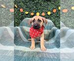 GLIMMER - Female Labrador Retriever-Unknown Mix Dog for Adoption - Small photo