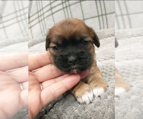 Medium Photo #2 Puggle-Shih Tzu Mix Puppy For Sale in NEW YORK MILLS, MN, USA