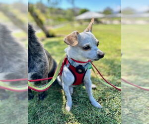 Chihuahua-Unknown Mix Dogs for adoption in Lake Elsinore, CA, USA