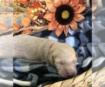 Small Photo #5 Goldendoodle Puppy For Sale in MARQUAND, MO, USA