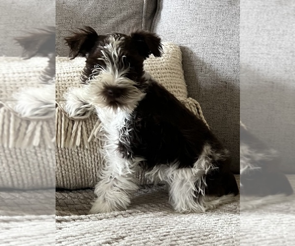 Medium Photo #1 Schnauzer (Miniature) Puppy For Sale in BELDEN, MS, USA